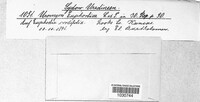 Uromyces euphorbiae image